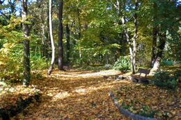 Foto mit Blick in den herbstlichen Stadtpark Lauta