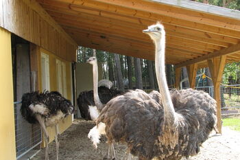 Straußenfarm Bräuer in Torno Foto: Hagen Linke Foto Straußenfarm Torno