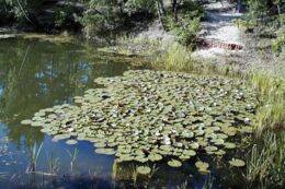 Foto mit Impressionen vom Tornoer Teich